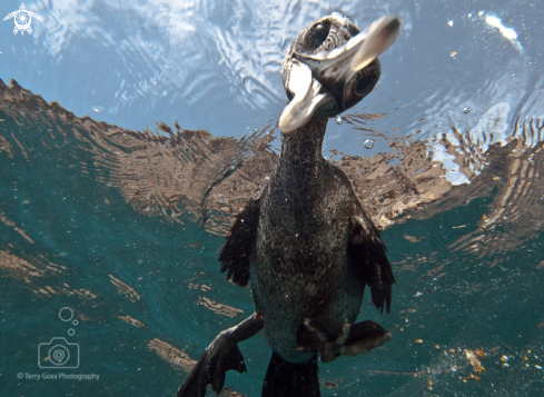 A flightless cormorant/Galapagos cormorant