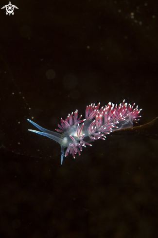 A Flabellina SP