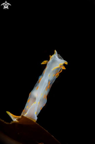 A Polycera Quadrilineata