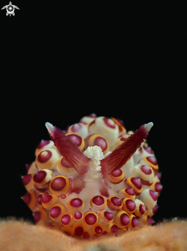 A Nudibranch