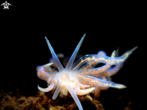 A Phyllodesmium