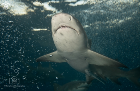 A lemon shark