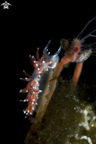 A Nudibranch 