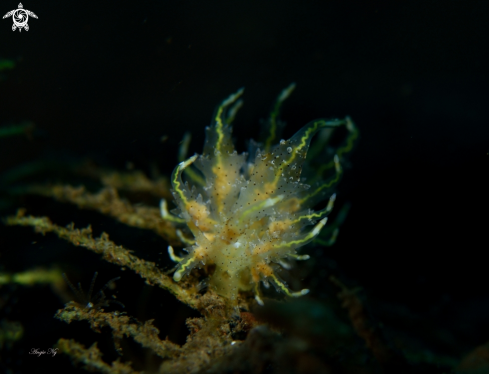 A Nudibranchs