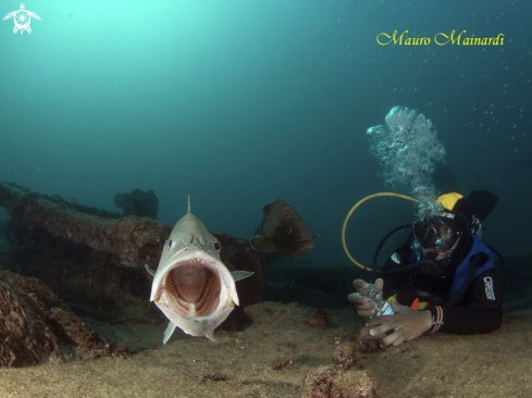 A Grouper