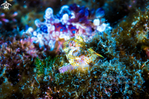 A Parablennius yatabei  (Jordan & Snyder, 1900) |  blenny