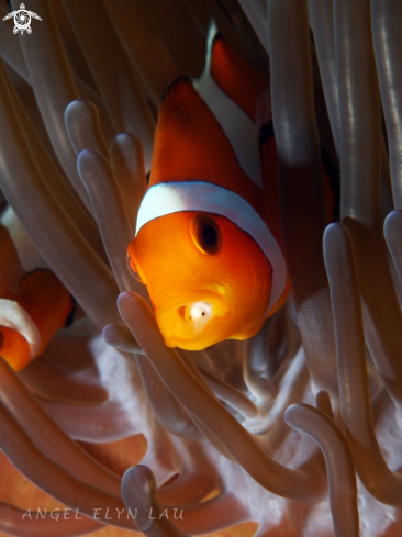 A Clown fish with parasite in the mouth