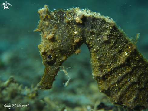 A Seahorse