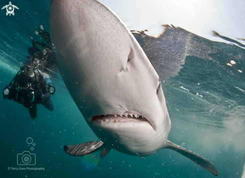 A blue shark