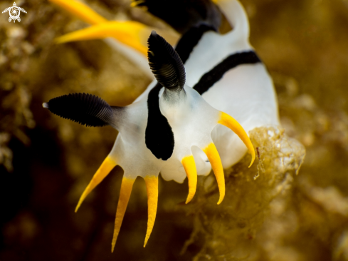 A Polycera capensis | Punk Polycera