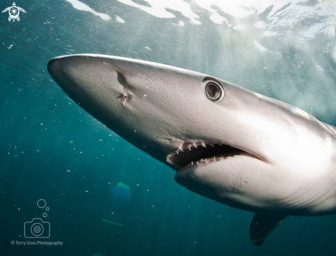 A Prionace glauca | blue shark