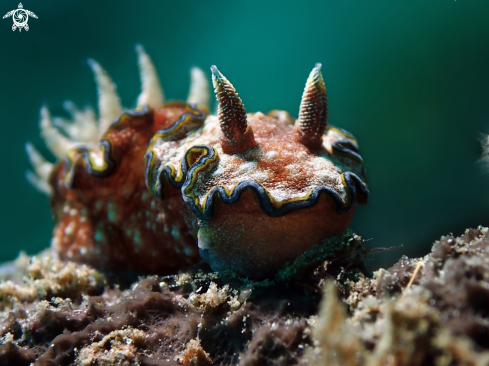 A Glossodoris cincta | Nudibranch