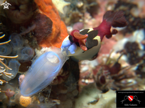 A Nudibranch