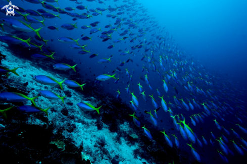 A School of fish 