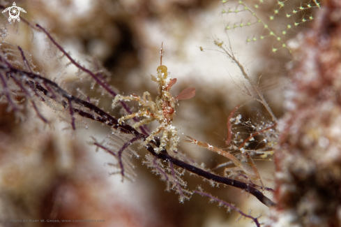 A Crab meeting