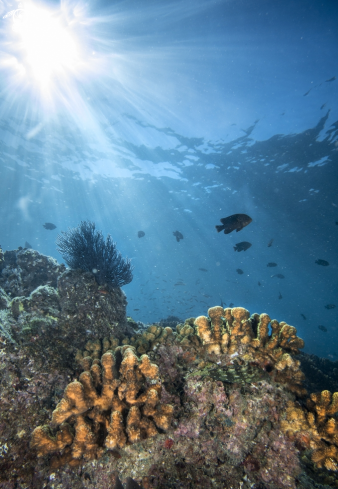 A Rock corals