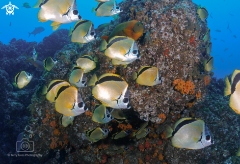 A blacknose butterfly fish/