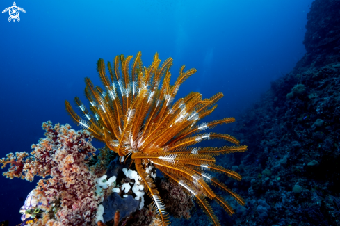A feather star