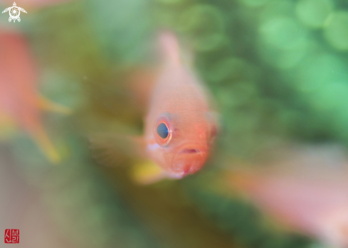 A Anthias