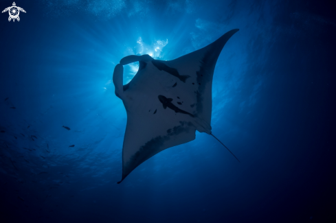 A Manta birostris | Giant Oceanic Manta Ray