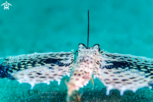 A Dactyloptena orientalis (Cuvier, 1829)  | Oriental flying gurnard 