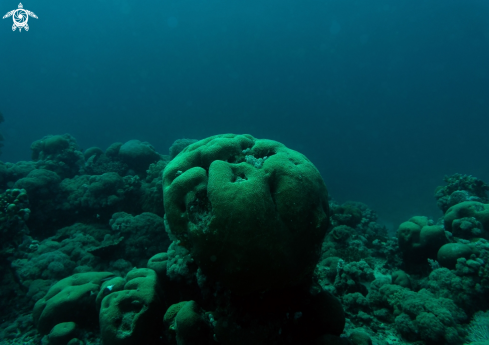 A Orbicella annularis | boulder star coral