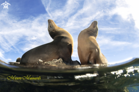 A Sealion adult