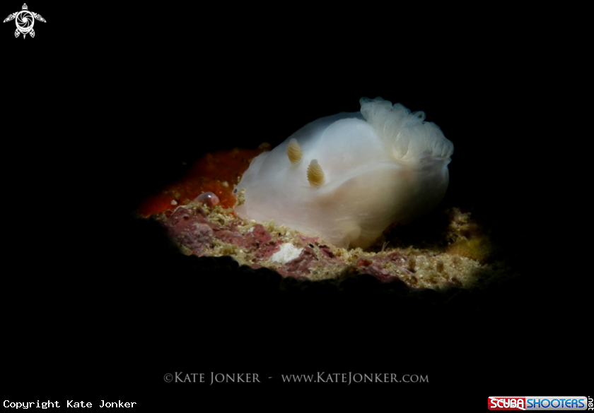A Ghost Nudibranch