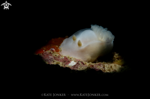 A Ghost Nudibranch