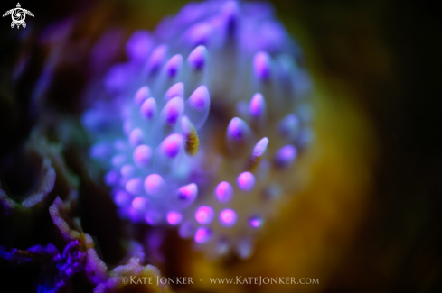 A Silvertip Nudibranch