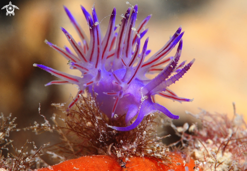 A Flabellina Affinis