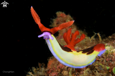 A Nembrotha Chamberlaini | Nembrotha Chamberlaini