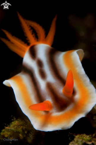 A Chromodoris Magnifica | Chromodoris Magnifica