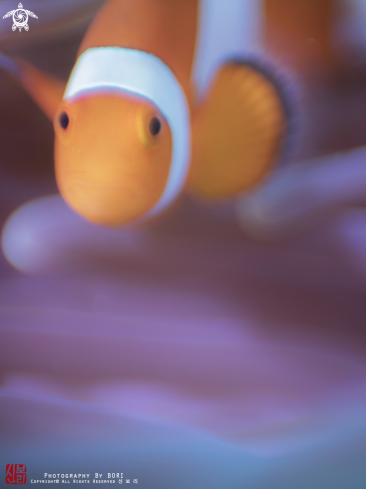 A clownfish 