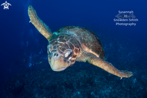 A Loggerhead turtle