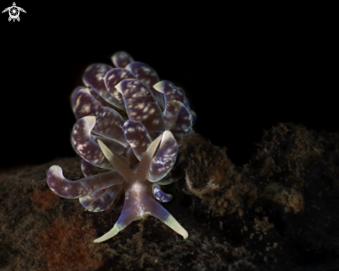 A Phyllodesmium Magnum