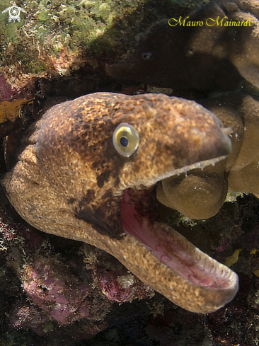 A Moray