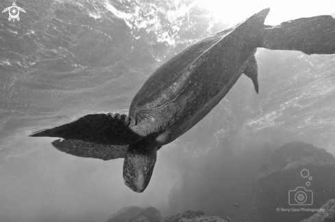 A green sea turtle