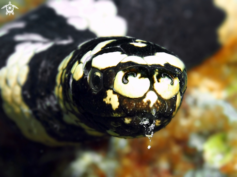 A Emydocephalus Annulatu. | Turtle-Headed Sea Snakes 