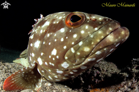 A Grouper