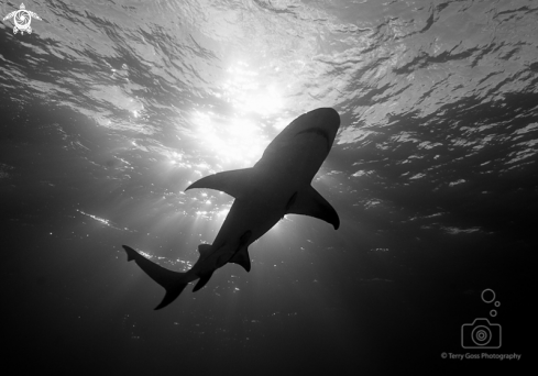 A Negaprion brevirostris | lemon shark