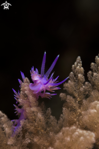 A flabellina affinis | flabellina