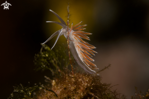 A Coryphella nobilis | flabellina