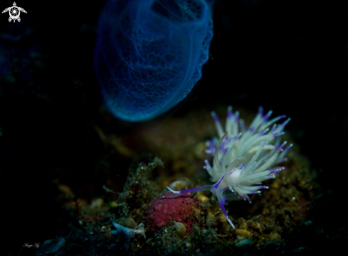 A Nudibranchs