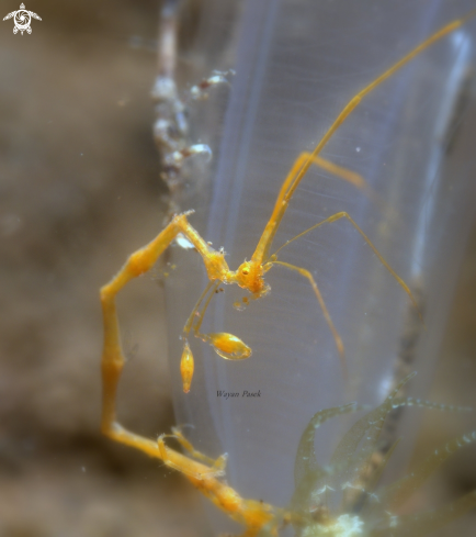 A Skeleton shrimp