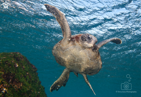 A Chelonia mydas | green sea turtle