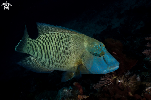 A Napoleon Wrasse