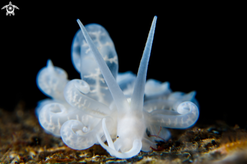 A Phyllodesmium