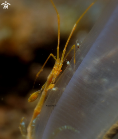 A Skeleton shrimp