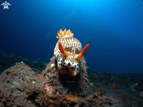 A Chromodoris striatella